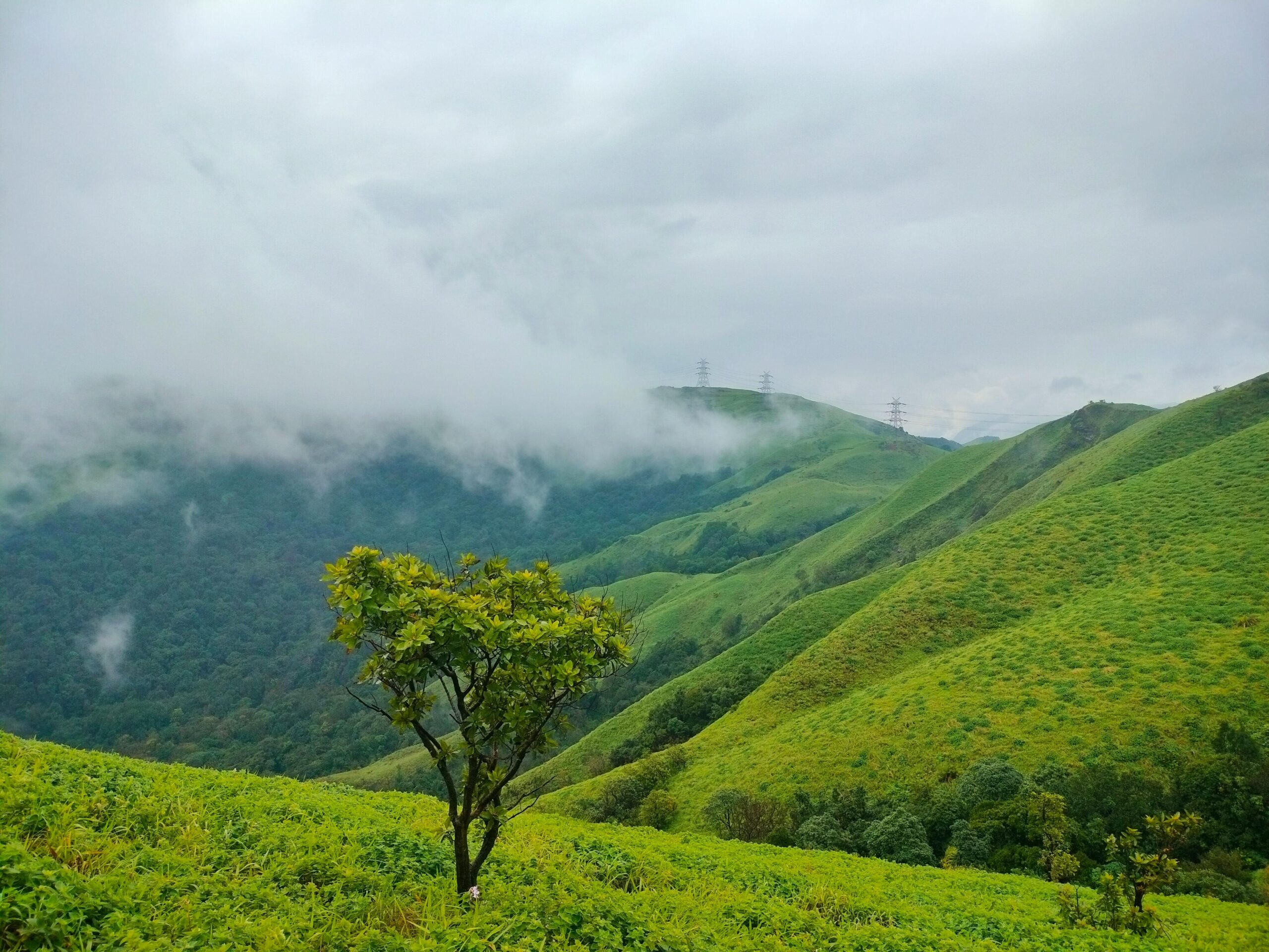 Explore the misty hills and lush green landscapes of Chikkamagaluru, India, in this serene nature photography.